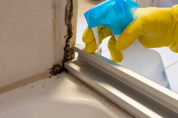 Best Bathroom Mold Remediation in Scottdale, PA